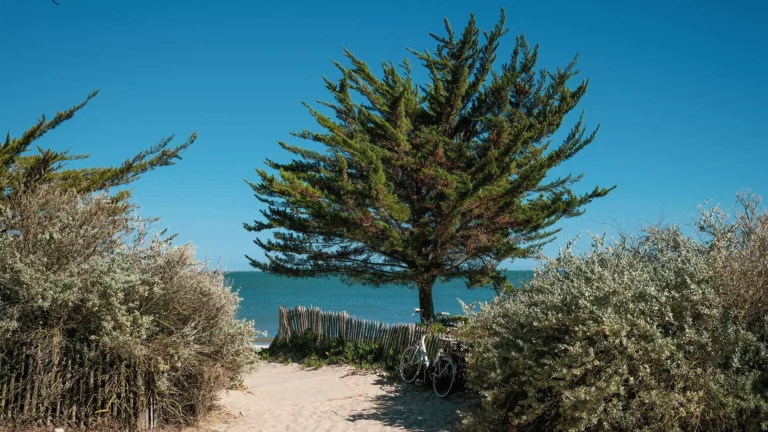ile-de-re_01